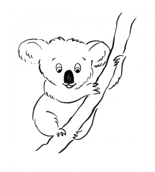 Коала рисунок карандашом для срисовки
