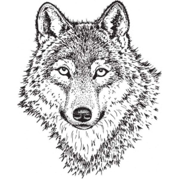 Волкособ рисунок