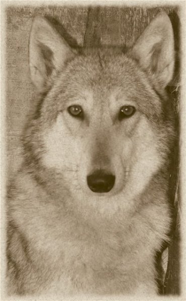 Волчица раскраска для детей