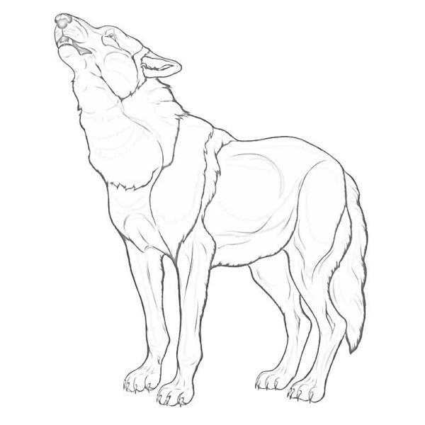 Контуры животных для рисования