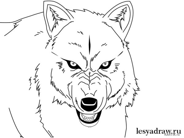 Раскраска волчица