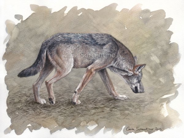 Морда волка