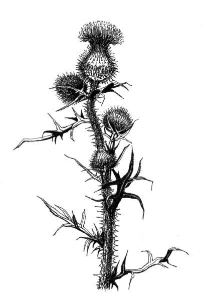 Стилизованная колючка