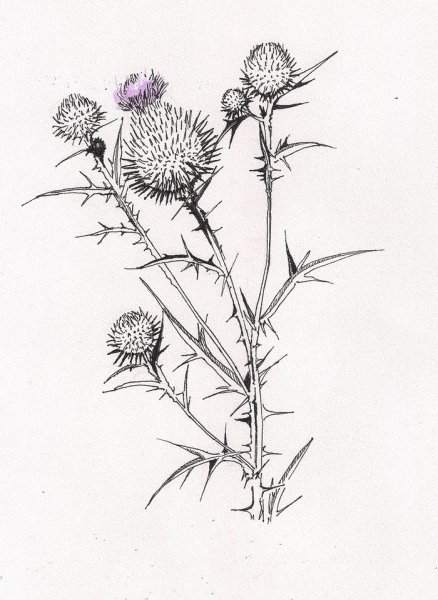 Татарник колючий гербарий