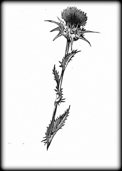 Чертополох тату эскизы