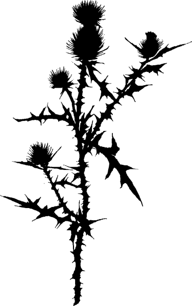 Чертополох черный