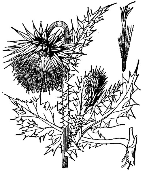 Синеголовник плосколистный (Будяк синий, чертополох)