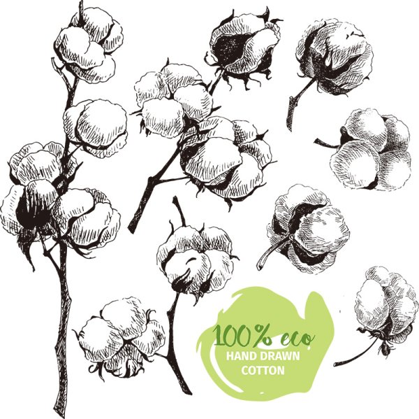 Графическое изображение хлопка