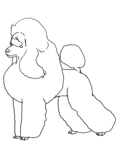 Пудель контур