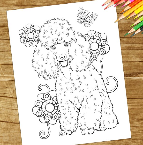 Пудель рисунок
