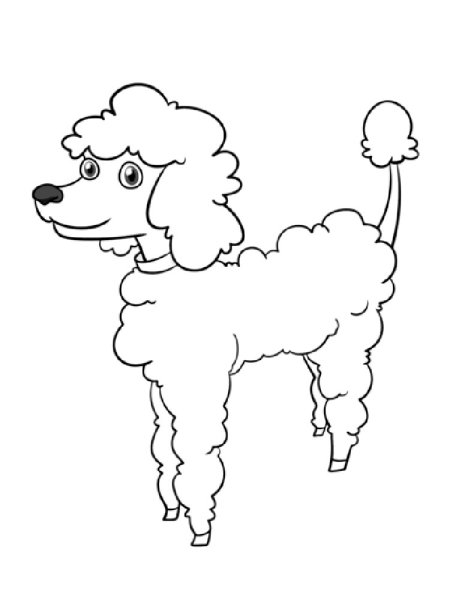 Пудель раскраска для детей