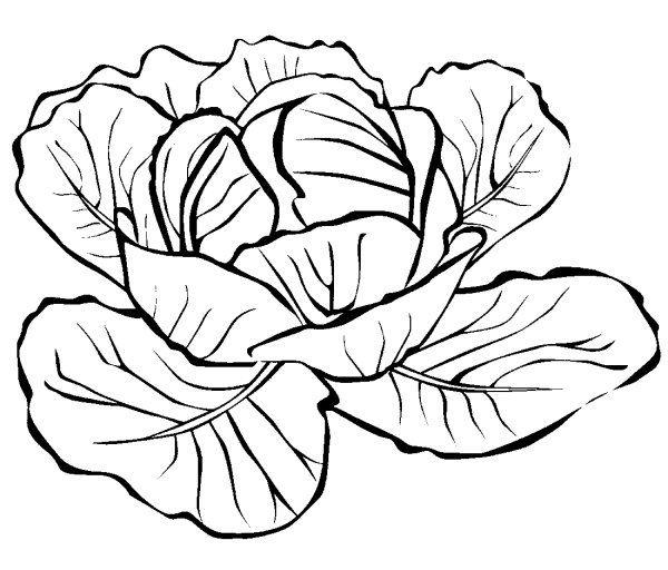 Капуста раскраска для детей