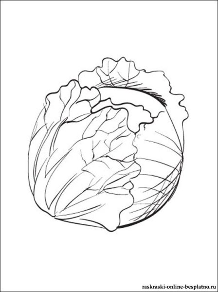 Кочан капусты раскраска для детей
