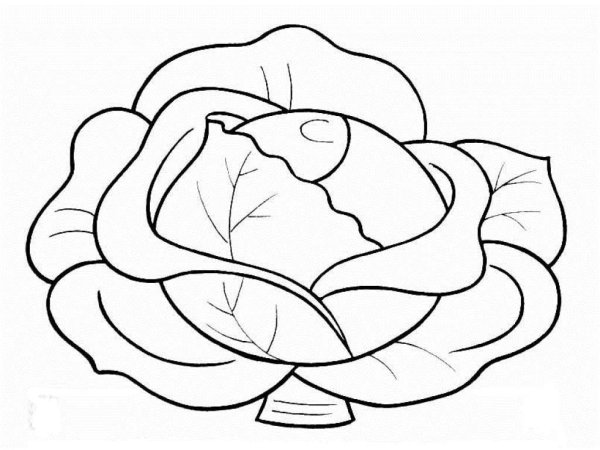 Капуста раскраска для малышей