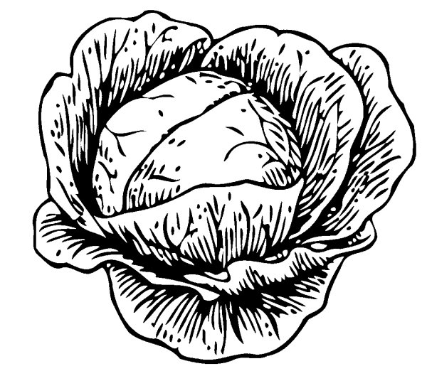 Капуста раскраска