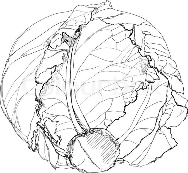 Цветная капуста раскраска