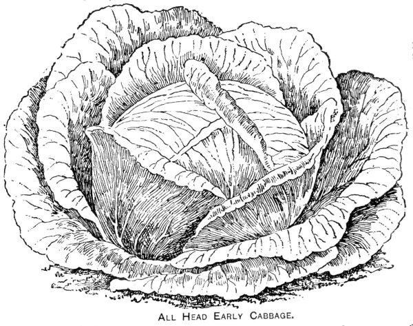 Капуста раскраска для малышей