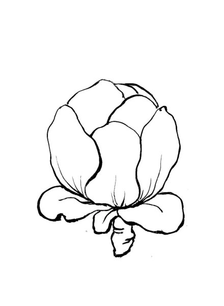 Капуста контур