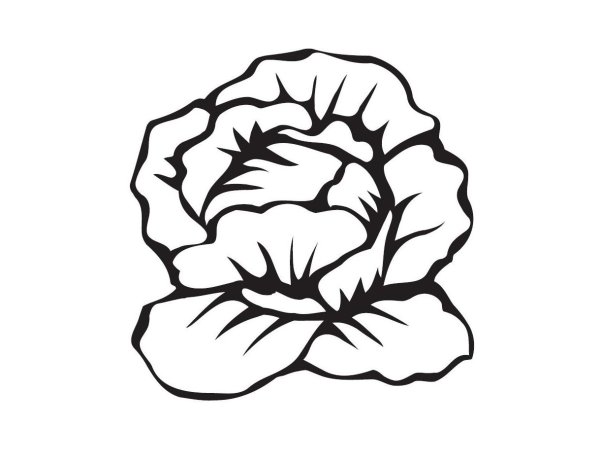 Капуста рисунок для детей раскраска
