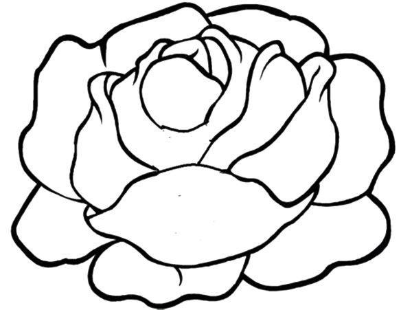 Капуста раскраска