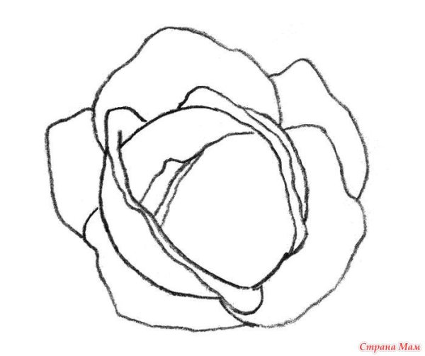 Ребенок в капусте контур