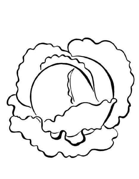 Капуста раскраска для детей