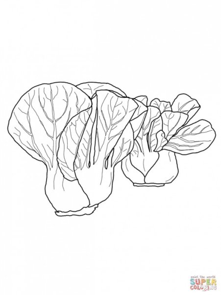 Разукрашка капуста