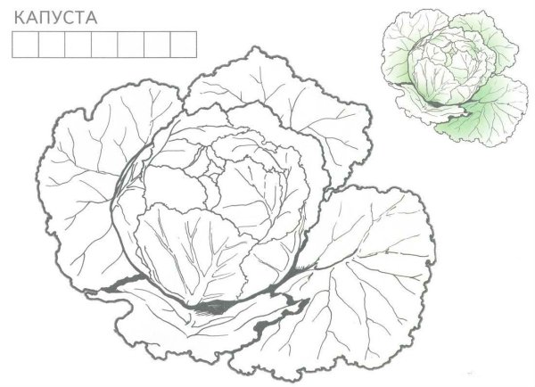 Цветная капуста раскраска