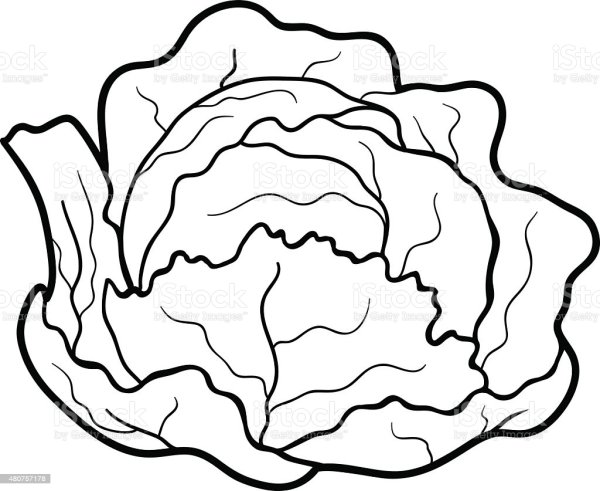 Кочан капусты вектор
