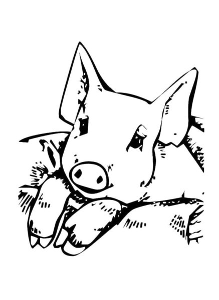 Поросенок черно белый