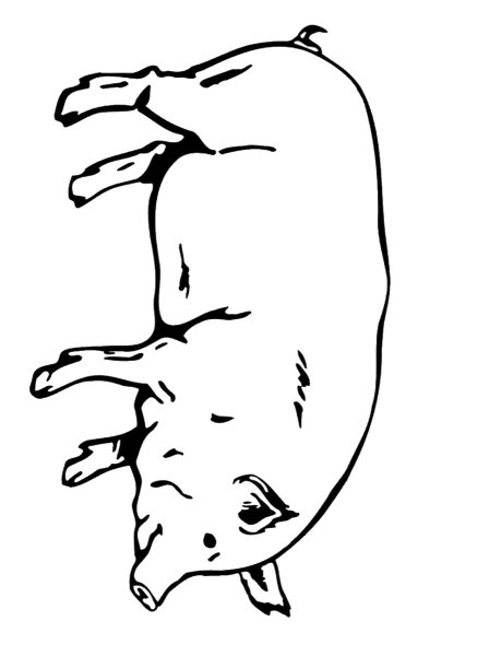 Поросенок контур