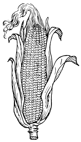 Початок кукурузы раскраска