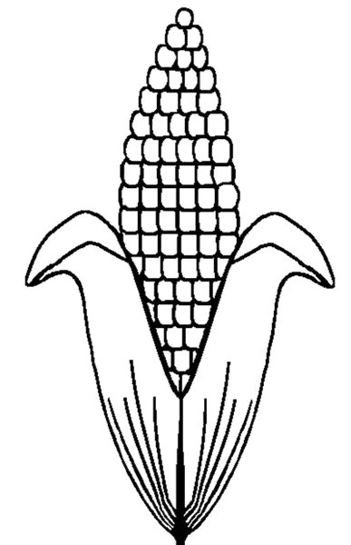 Кукуруза шаблон
