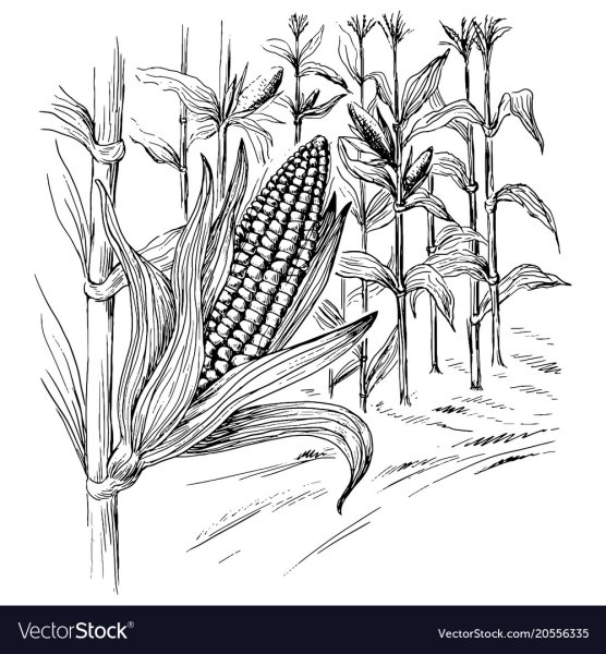 Кукуруза Графика