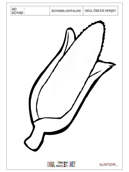 Кукуруза скетч