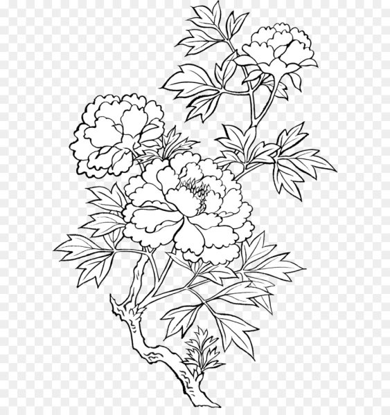 Бархатцы контур