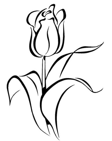 Раскраска цветы тюльпаны