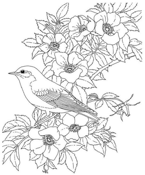 Птичка раскраска