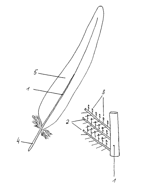 Строение опахала пера птицы