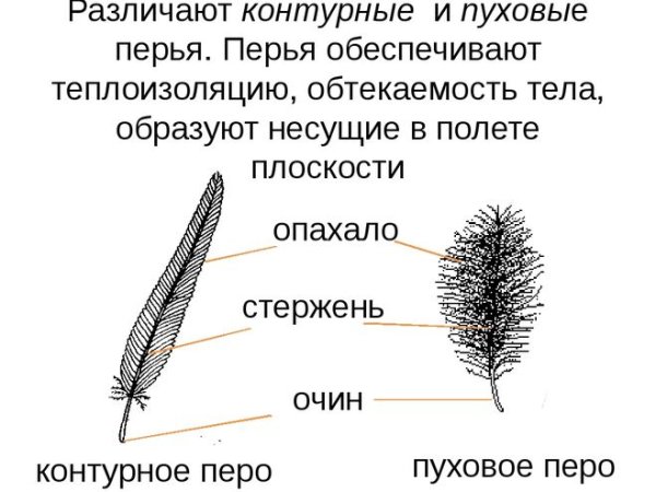Строение пухового пера птицы