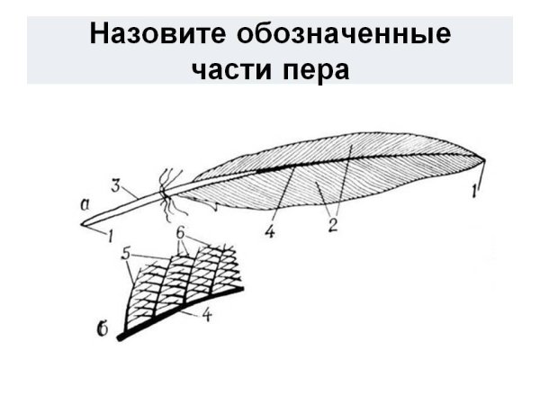 Схема строения опахала пера птицы