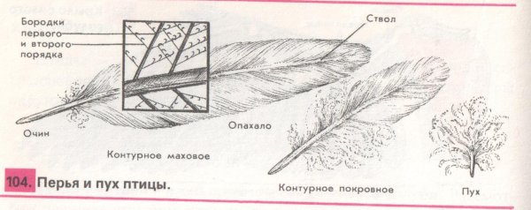 Пуховое перо птицы строение