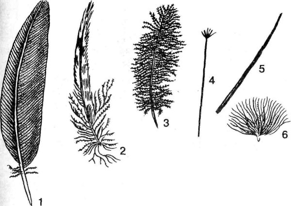 Нитевидное перо строение