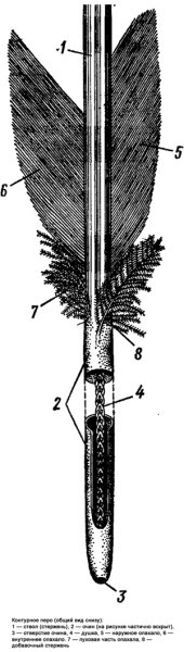Контурное маховое перо строение