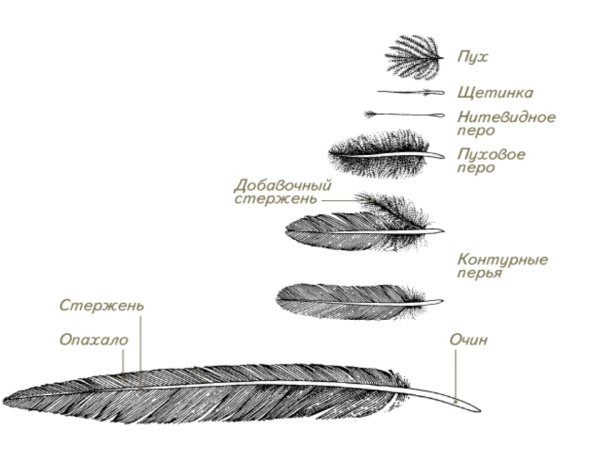 Типы перьев