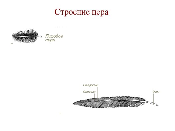 Строение пухового пера
