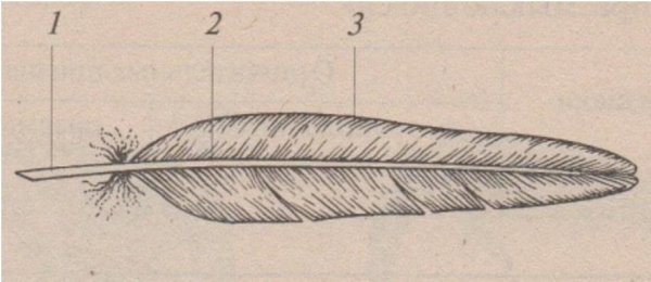 Контурное перо птицы