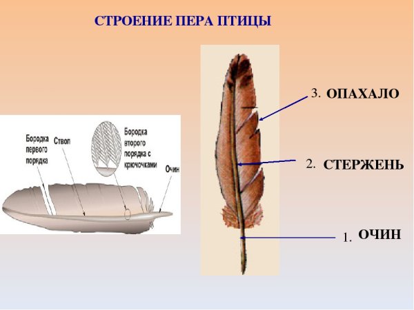 Строение опахало у птиц