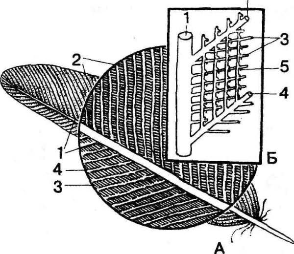Строение опахала пера птицы
