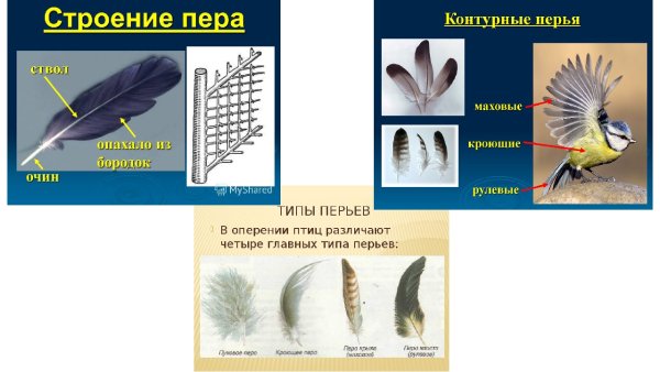 Строение контурного пера птицы